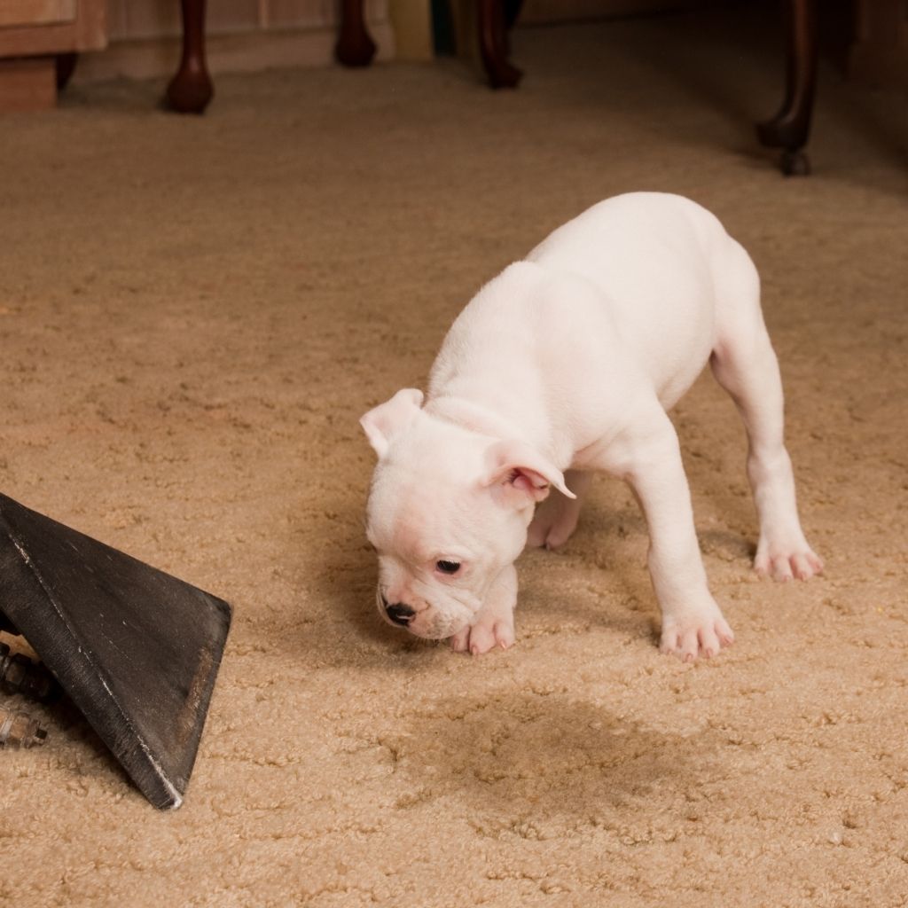 carpet cleaning, pet stains